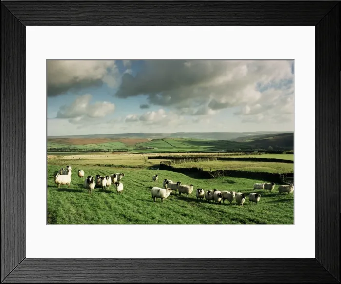 Framed Print : Sheep on Abney Moor on an autumn morning, Peak District National Park, Derbyshire Framed Print : Sheep on Abney Moor on an autumn morning, Peak District National Park, Derbyshire
