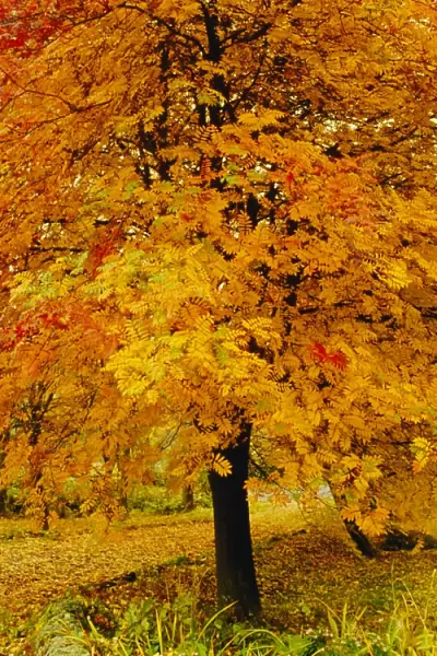 Ash tree, autumn foliage, Peak District National Park, Derbyshire, England, UK, Europe