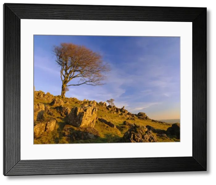 Framed Print : Bare tree on stony outcrop, Parwich, Hartington, Peak District National Park Framed Print : Bare tree on stony outcrop, Parwich, Hartington, Peak District National Park