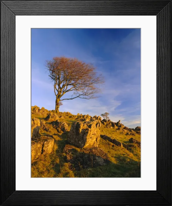 Framed Print : Bare tree on stony outcrop, Parwich, Hartington, Peak District National Park Framed Print : Bare tree on stony outcrop, Parwich, Hartington, Peak District National Park