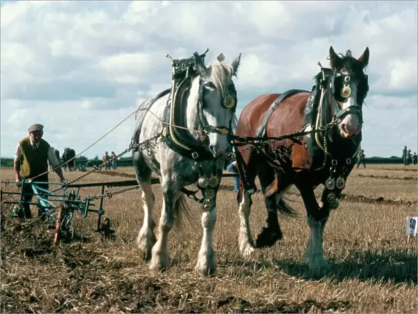 Ploughing with shire horses, Derbyshire, England, United Kingdom, Europe