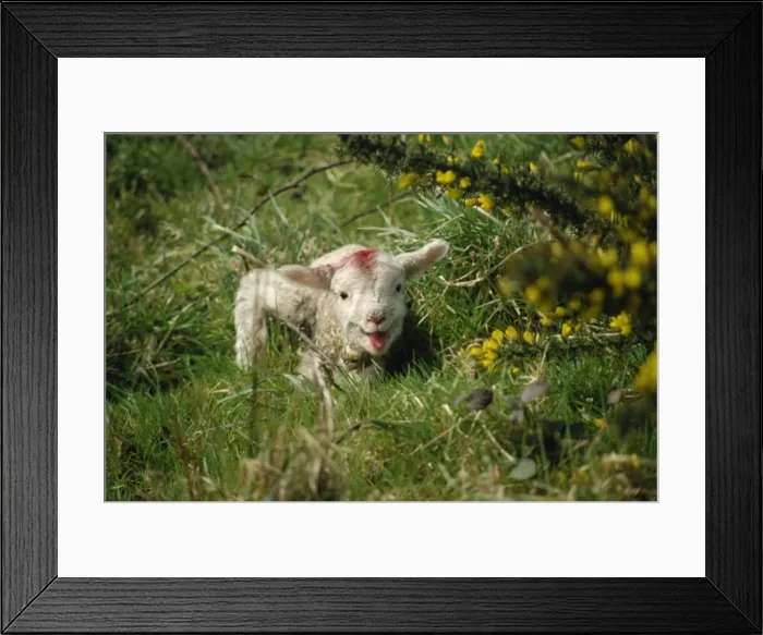 Framed Print : Lamb, Devon, England, United Kingdom, Europe Framed Print : Lamb, Devon, England, United Kingdom, Europe