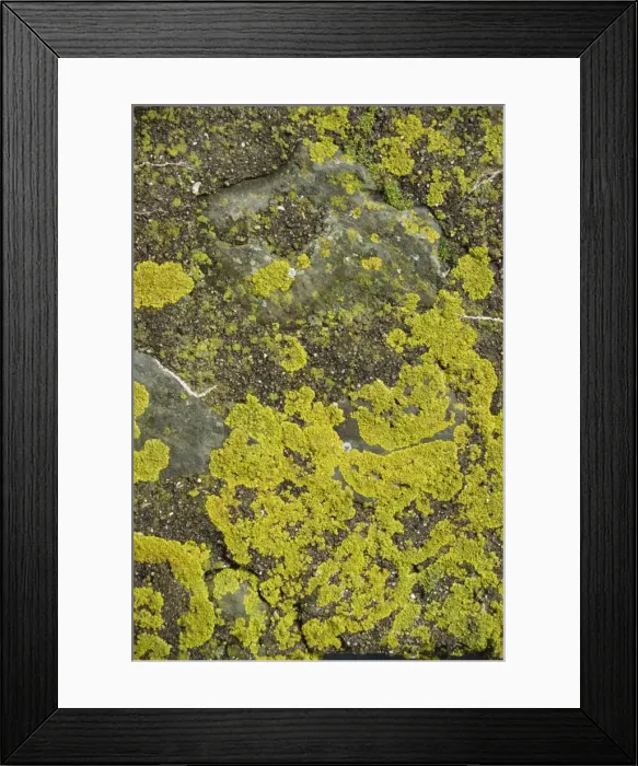 Framed Print : Lichen on rocks, Devon, England, United Kingdom, Europe Framed Print : Lichen on rocks, Devon, England, United Kingdom, Europe