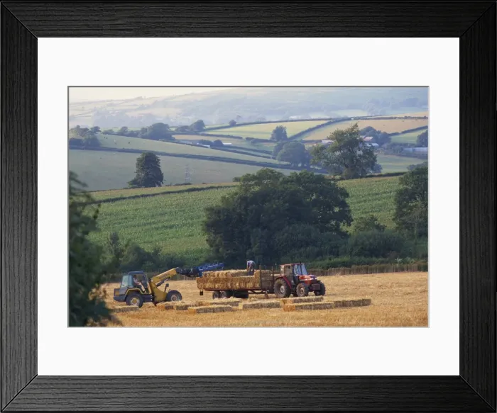 Framed Print : Harvesting near Bigbury, Devon, England, United Kingdom, Europe Framed Print : Harvesting near Bigbury, Devon, England, United Kingdom, Europe