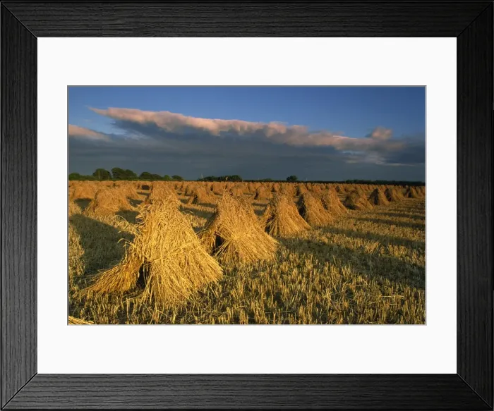 Framed Print : Corn stacked in traditional stooks, Devon, England, United Kingdom, Europe Framed Print : Corn stacked in traditional stooks, Devon, England, United Kingdom, Europe