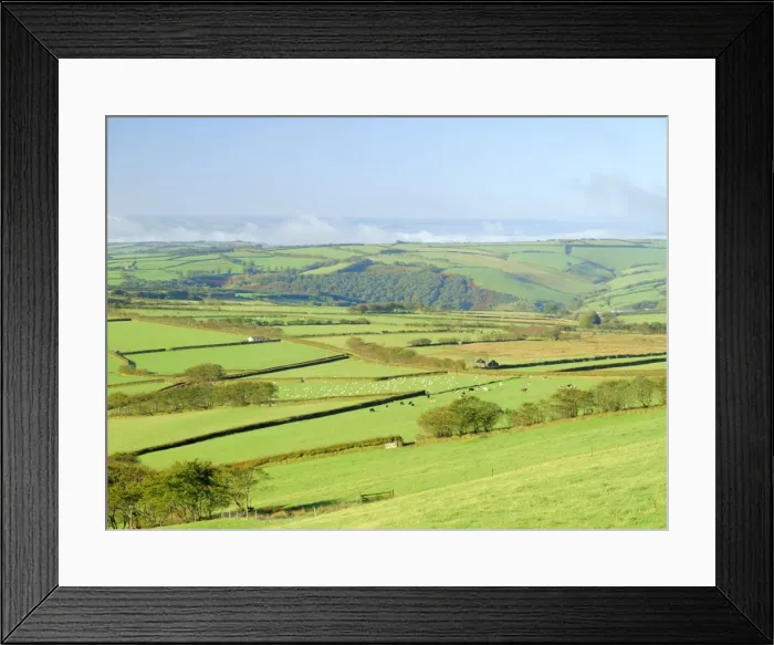 Framed Print : Earling morning mist drifting across fields of sheep on the edge of Exmoor National Park Framed Print : Earling morning mist drifting across fields of sheep on the edge of Exmoor National Park