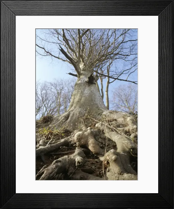 Framed Print : Roots, trunk and branches of the common beech tree (Fagus Sylvatica), South Devon Framed Print : Roots, trunk and branches of the common beech tree (Fagus Sylvatica), South Devon