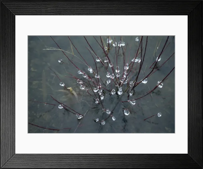 Framed Print : Ice droplets on branches of a bush in a severe winter at Trenchford Reserve Framed Print : Ice droplets on branches of a bush in a severe winter at Trenchford Reserve