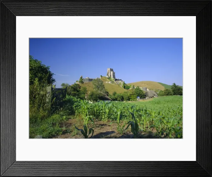 Framed Print : View across fields to Corfe Castle, Dorset, England, UK, Europe Framed Print : View across fields to Corfe Castle, Dorset, England, UK, Europe