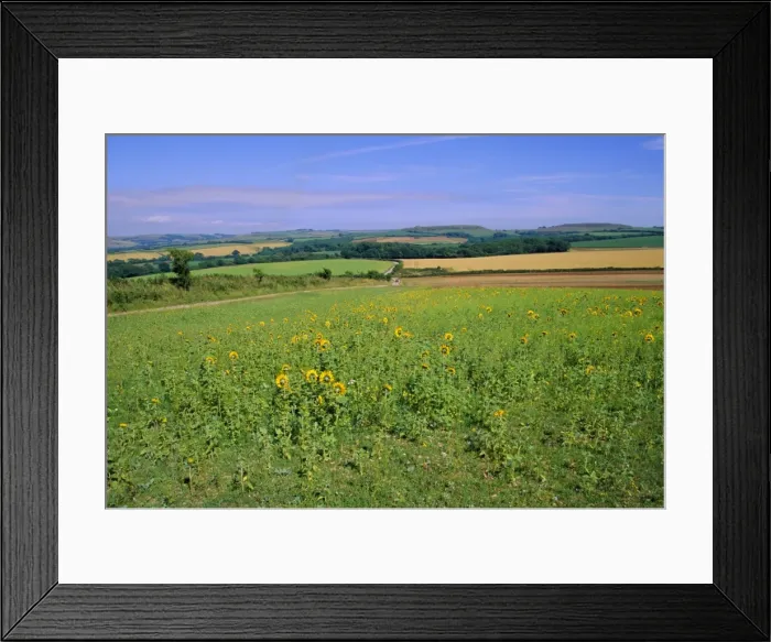 Framed Print : Countryside near Abbotsbury, Dorset, England, UK Framed Print : Countryside near Abbotsbury, Dorset, England, UK
