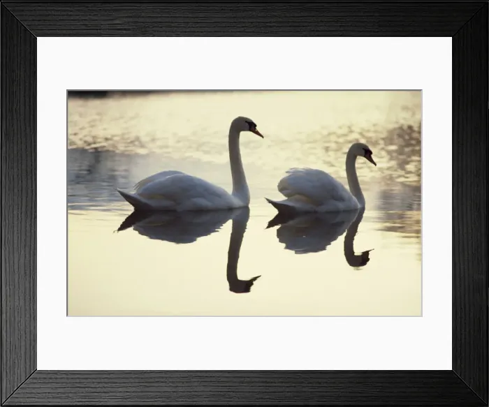 Framed Print : Two swans on water at dusk, Dorset, England, United Kingdom, Europe Framed Print : Two swans on water at dusk, Dorset, England, United Kingdom, Europe