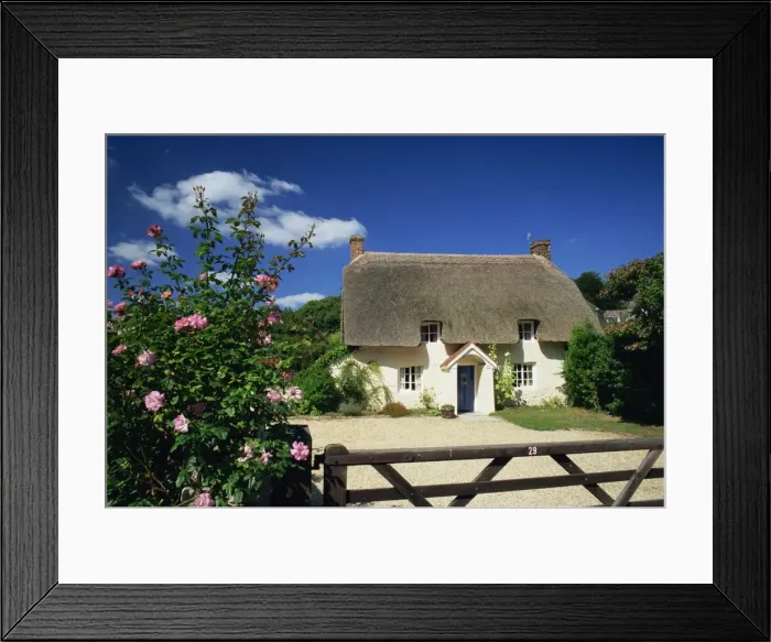 Framed Print : Thatched cottage with roses by the gate at West Lulworth, Dorset, England Framed Print : Thatched cottage with roses by the gate at West Lulworth, Dorset, England