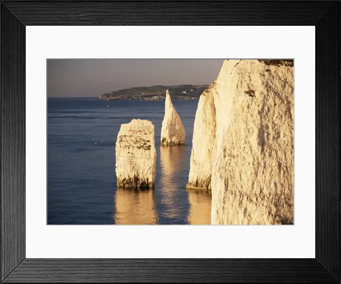 Framed Print : Early morning light on the Pinnacles, Handfast Point, Studland, Dorset Framed Print : Early morning light on the Pinnacles, Handfast Point, Studland, Dorset