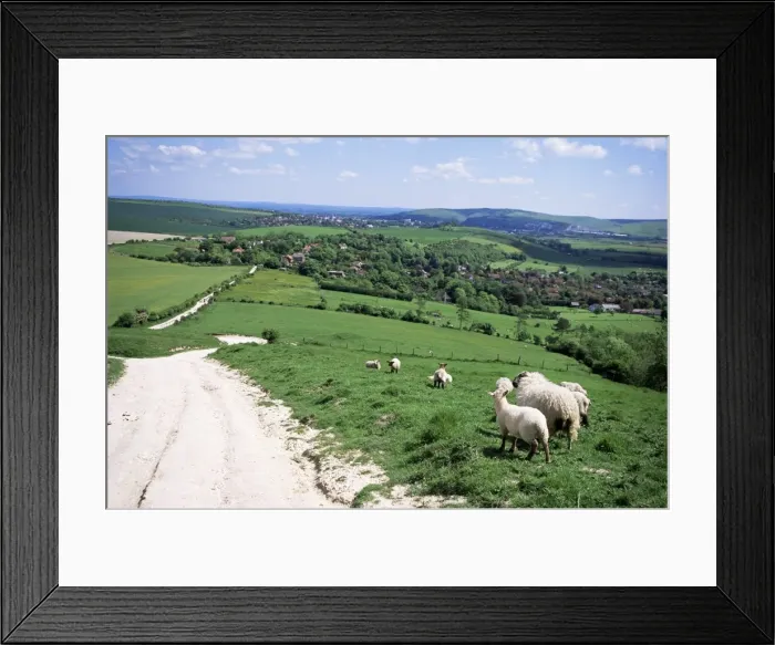 Framed Print : Sheep on the South Downs near Lewes, East Sussex, England, United Kingdom, Europe Framed Print : Sheep on the South Downs near Lewes, East Sussex, England, United Kingdom, Europe