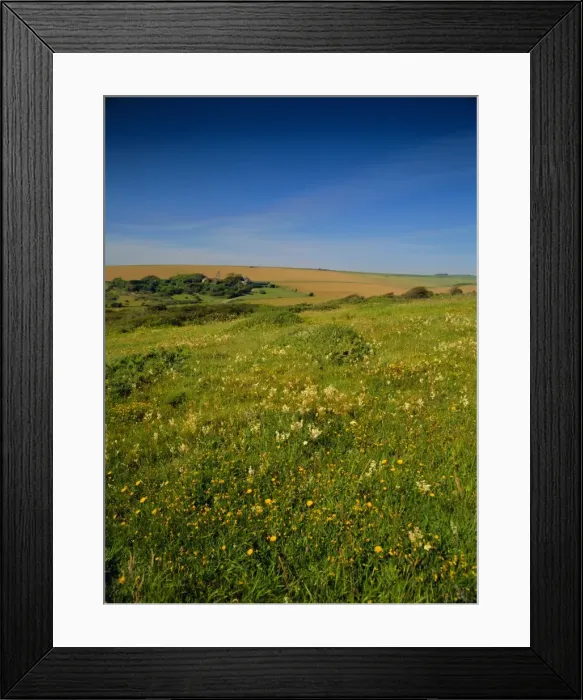 Framed Print : Wild flowers on the downland of the South Downs at East Dean, near Eastbourne Framed Print : Wild flowers on the downland of the South Downs at East Dean, near Eastbourne