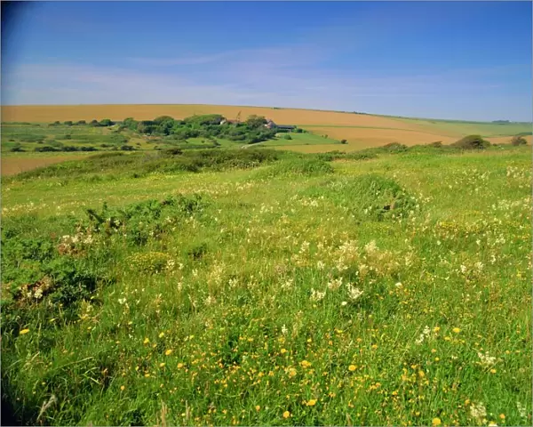 Wild flowers on the South Downs, East Dean, near Eastbourne, East Sussex