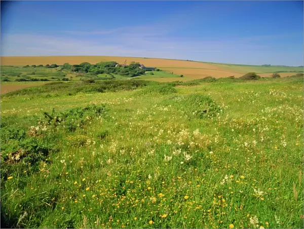Wild flowers on the South Downs, East Dean, near Eastbourne, East Sussex