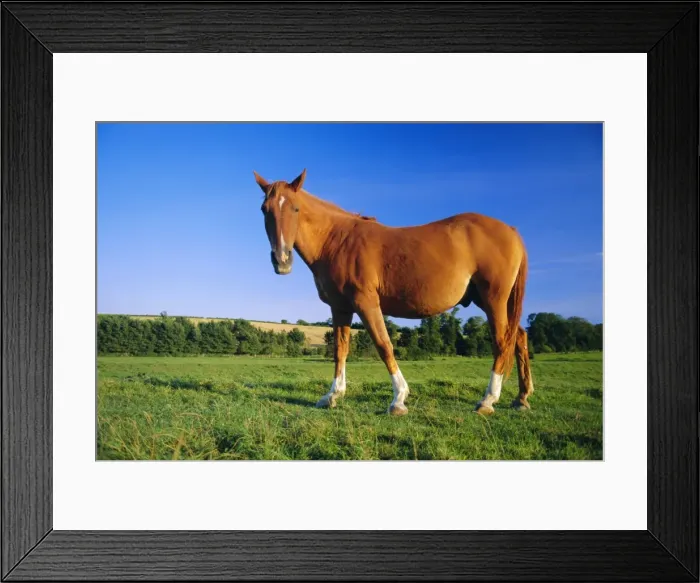 Framed Print : Chestnut horse on the bank of the Cuckmere River, Alfriston, East Sussex, England, UK Framed Print : Chestnut horse on the bank of the Cuckmere River, Alfriston, East Sussex, England, UK