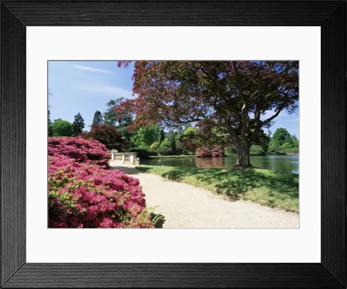 Framed Print : Path on bank of Ten Foot Pond, Sheffield Park Garden, East Sussex, England Framed Print : Path on bank of Ten Foot Pond, Sheffield Park Garden, East Sussex, England