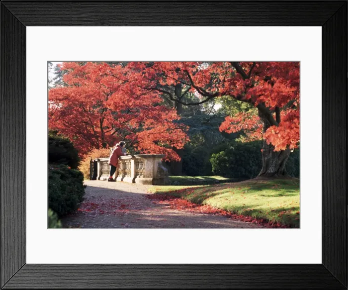 Framed Print : Acer palmatum atropurpureum tree, Sheffield Park Gardens, East Sussex, England Framed Print : Acer palmatum atropurpureum tree, Sheffield Park Gardens, East Sussex, England
