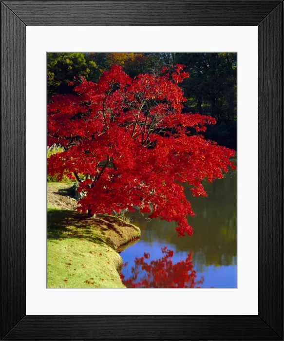 Framed Print : Brilliant red Acer Palmatum Cripsii in autumn, Sheffield Park Gardens, East Sussex Framed Print : Brilliant red Acer Palmatum Cripsii in autumn, Sheffield Park Gardens, East Sussex