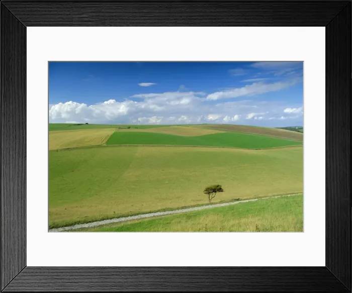 Framed Print : South Downs, East Sussex, England, UK, Europe Framed Print : South Downs, East Sussex, England, UK, Europe