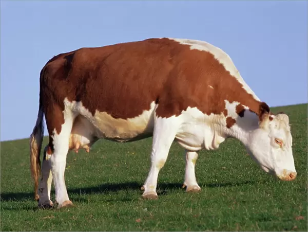 Hereford cow grazing on hillside, Chalk Farm, Willingdon, East Sussex, England