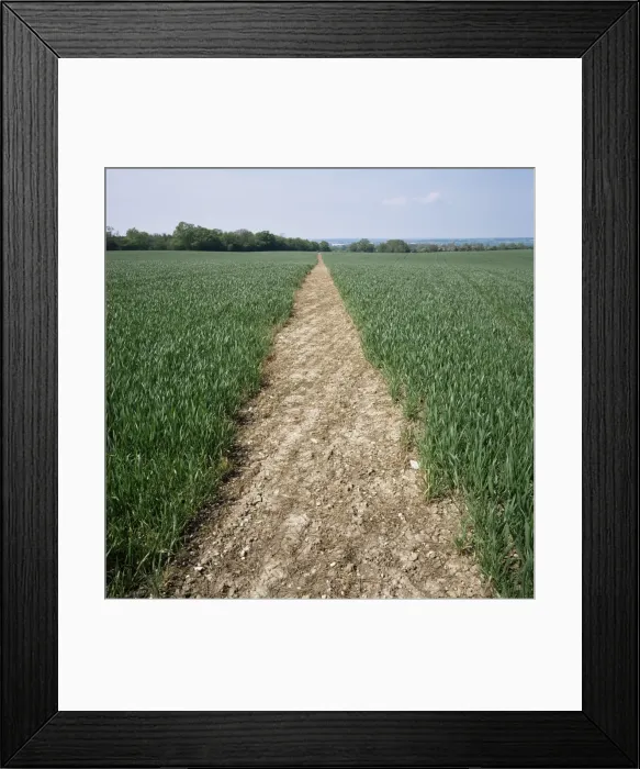 Framed Print : Pathway through field, Essex, United Kingdom, Europe Framed Print : Pathway through field, Essex, United Kingdom, Europe