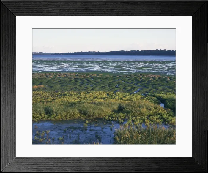 Framed Print : Plants and mudflats, River Stour, Essex, England, United Kingdom, Europe Framed Print : Plants and mudflats, River Stour, Essex, England, United Kingdom, Europe