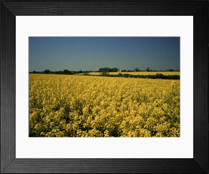 Framed Print : Oil seed rape fields, Essex, England, United Kingdom, Europe Framed Print : Oil seed rape fields, Essex, England, United Kingdom, Europe