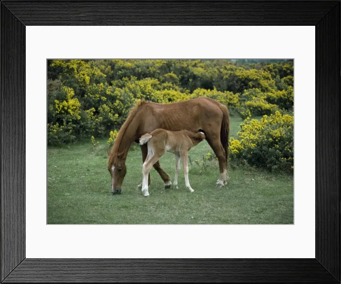 Framed Print : New Forest pony and suckling foal, Hampshire, England, United Kingdom, Europe Framed Print : New Forest pony and suckling foal, Hampshire, England, United Kingdom, Europe
