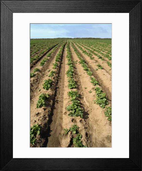 Framed Print : Potato field, Cornwall, England, United Kingdom, Europe Framed Print : Potato field, Cornwall, England, United Kingdom, Europe