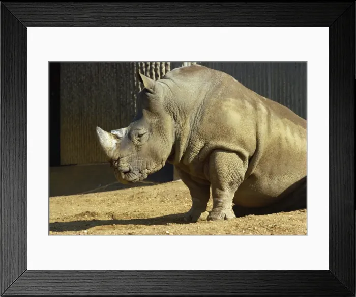 Framed Print : Rhinoceros in zoo, England, United Kingdom, Europe Framed Print : Rhinoceros in zoo, England, United Kingdom, Europe