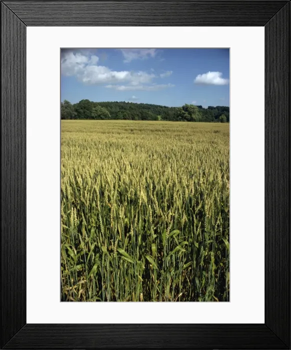 Framed Print : Field of wheat, England, United Kingdom, Europe Framed Print : Field of wheat, England, United Kingdom, Europe