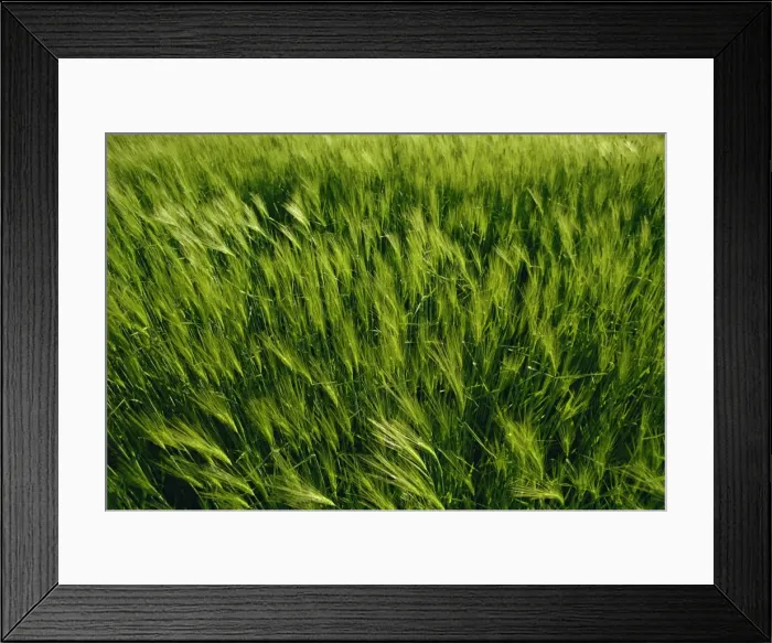 Framed Print : Field of barley, England, United Kingdom, Europe Framed Print : Field of barley, England, United Kingdom, Europe