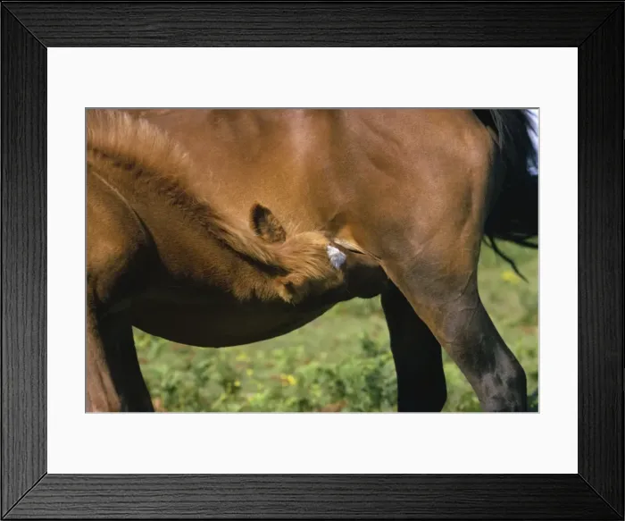 Framed Print : New Forest ponies, Hampshire, England, United Kingdom, Europe Framed Print : New Forest ponies, Hampshire, England, United Kingdom, Europe