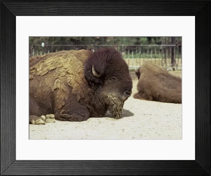 Framed Print : Buffalo, London Zoo, London, England, United Kingdom, Europe Framed Print : Buffalo, London Zoo, London, England, United Kingdom, Europe
