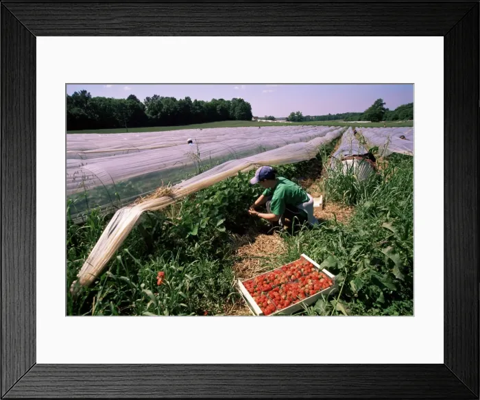 Framed Print : Strawberry picking, England, UK Framed Print : Strawberry picking, England, UK