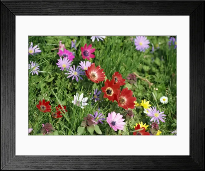 Framed Print : Anemones at Highdown, Sussex, England, United Kingdom, Europe Framed Print : Anemones at Highdown, Sussex, England, United Kingdom, Europe