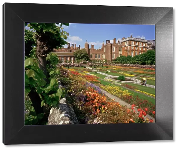 Sunken gardens, Hampton Court Palace, Greater London, England, United Kingdom, Europe
