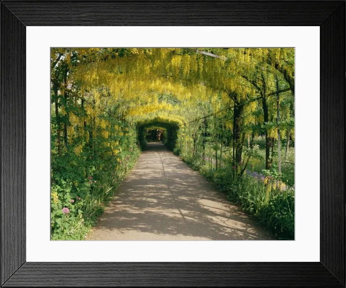 Framed Print : Laburnum Walk in Wilderness Gardens, Hampton Court, Greater London, England Framed Print : Laburnum Walk in Wilderness Gardens, Hampton Court, Greater London, England