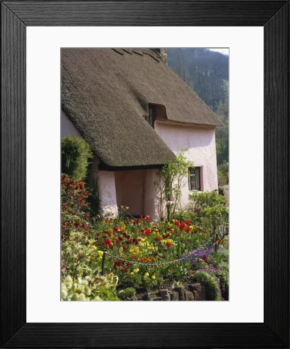 Framed Print : Pink washed thatched cottage at Dunster in Somerset, England, United Kingdom, Europe Framed Print : Pink washed thatched cottage at Dunster in Somerset, England, United Kingdom, Europe