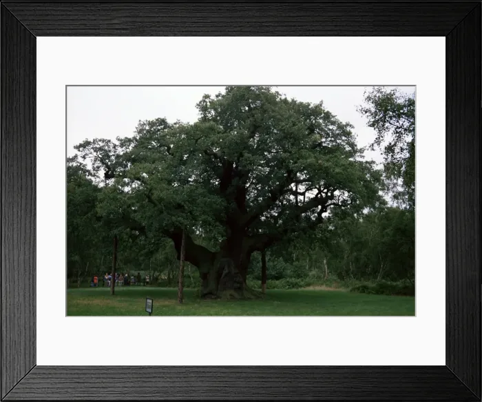 Framed Print : The Major Oak, Sherwood Forest, Nottinghamshire, England, United Kingdom, Europe Framed Print : The Major Oak, Sherwood Forest, Nottinghamshire, England, United Kingdom, Europe