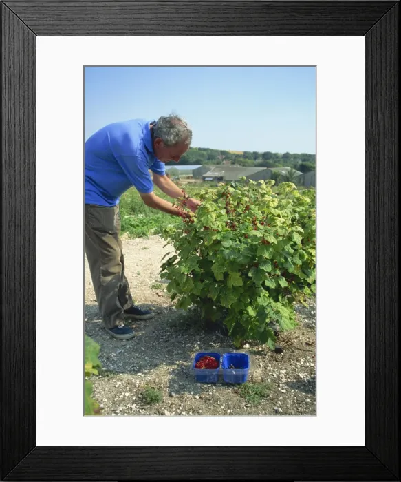 Framed Print : Peter picking currants at a PYO farm in Sussex, England, United Kingdom, Europe Framed Print : Peter picking currants at a PYO farm in Sussex, England, United Kingdom, Europe