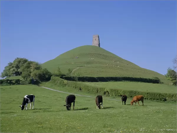 Cattle grazing in front of Glastonbury Tor, Glastonbury, Somerset, England, UK, Europe