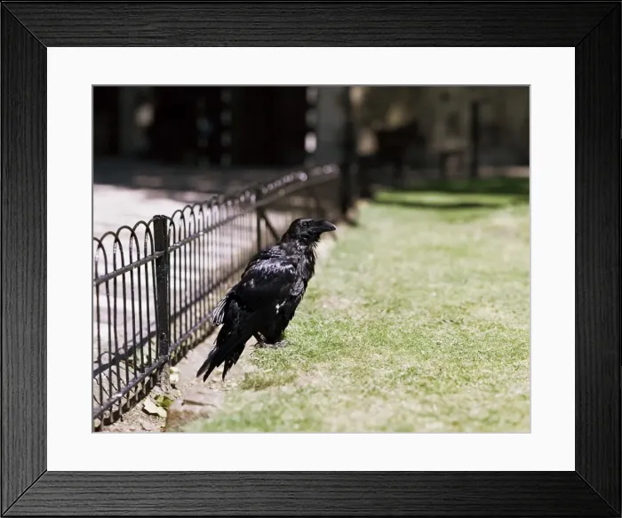Framed Print : Raven (Corvus corax), Tower of London, London, England, United Kingdom, Europe Framed Print : Raven (Corvus corax), Tower of London, London, England, United Kingdom, Europe