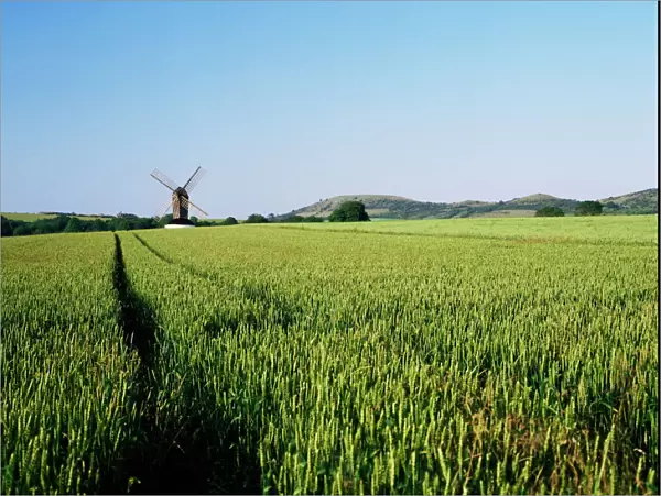 Pitstone windmill and cornfield, with Ivinghoe Beacon in background, Chilterns