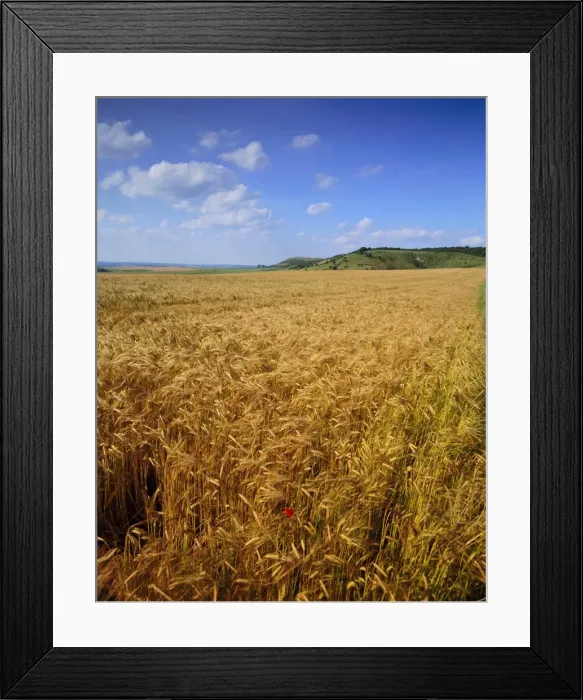 Framed Print : Cornfield, Ridgeway Path, Steps Hill and Ivinghoe Beacon, Chilterns, Buckinghamshire Framed Print : Cornfield, Ridgeway Path, Steps Hill and Ivinghoe Beacon, Chilterns, Buckinghamshire