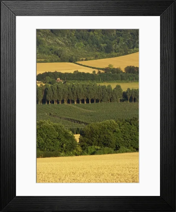 Framed Print : Hops, Darent valley, near Shoreham, Kent, England, United Kingdom, Europe Framed Print : Hops, Darent valley, near Shoreham, Kent, England, United Kingdom, Europe