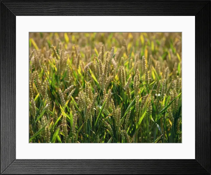 Framed Print : Close-up of heads of wheat in a summer field at Enfield Chase, near London Framed Print : Close-up of heads of wheat in a summer field at Enfield Chase, near London